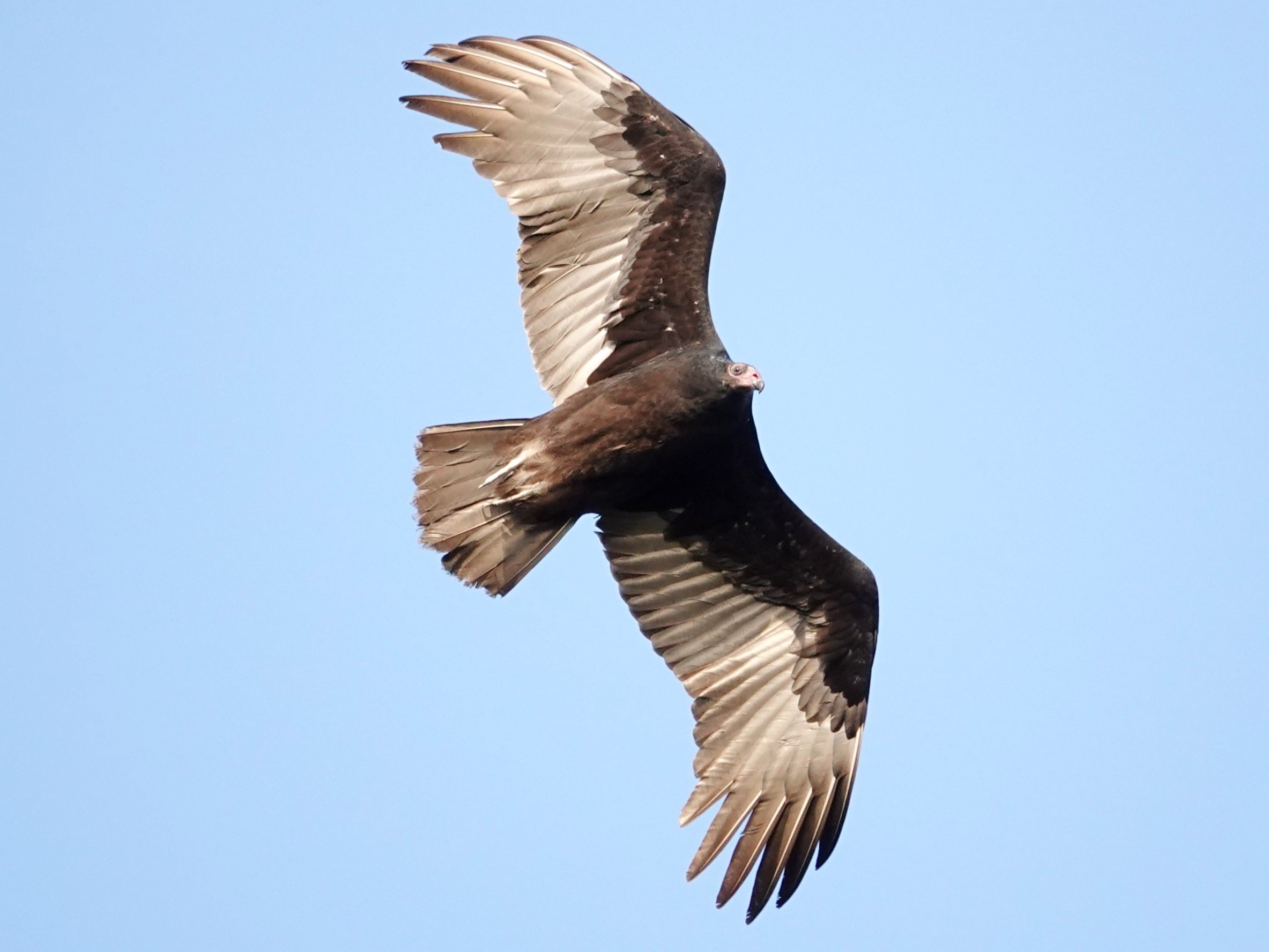 Turkey Vulture© Marty CorfmanEagle Point Park, Dubuque, IA10/12/24