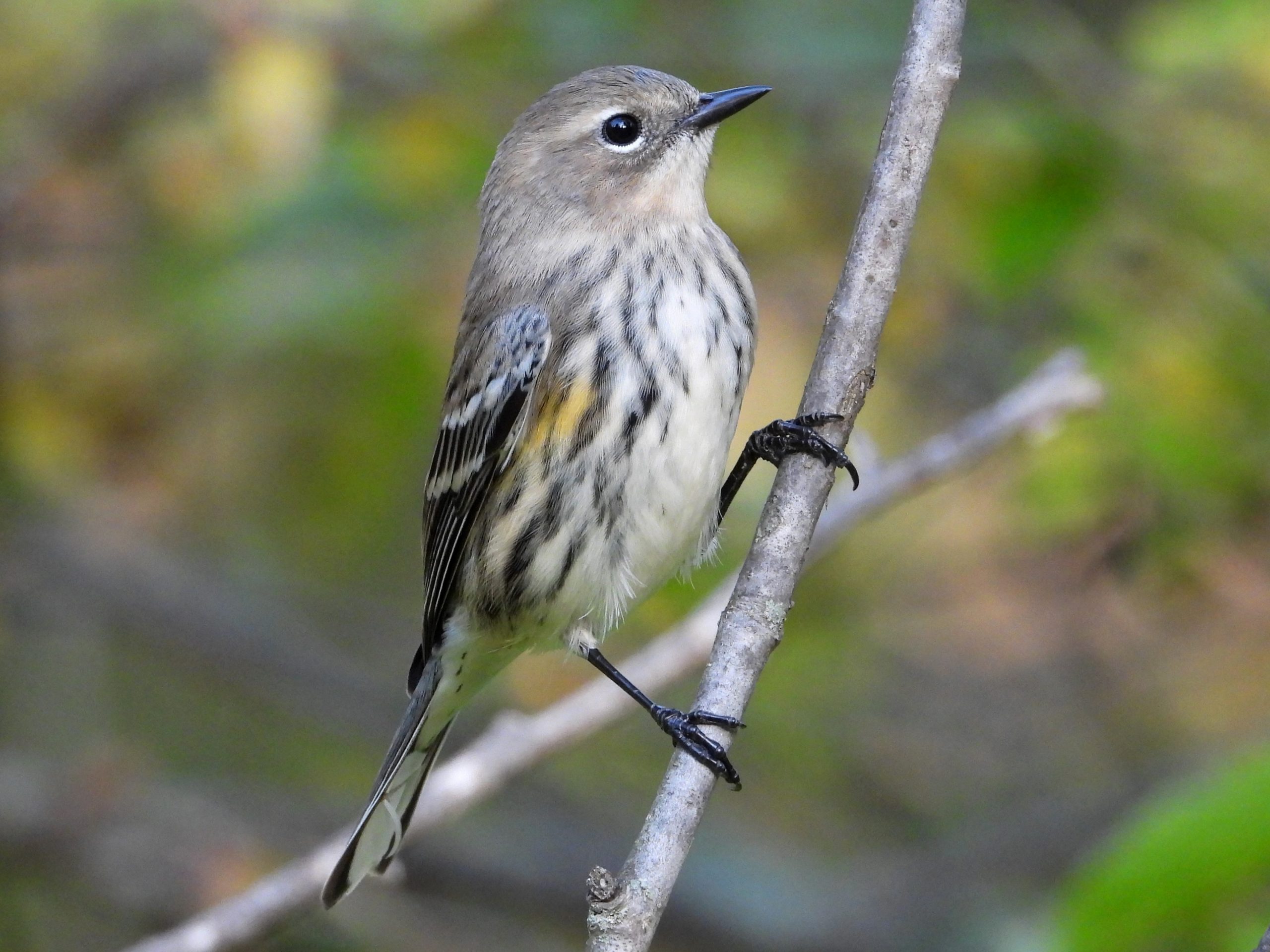 Yellow-rumped Warbler© Mary LeighGranger, IA10/2/2022