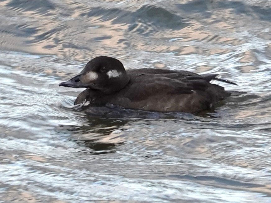 White-winged Scoter© Marty CorfmanLock & Dam 11, Dubuque, IA12/4/24