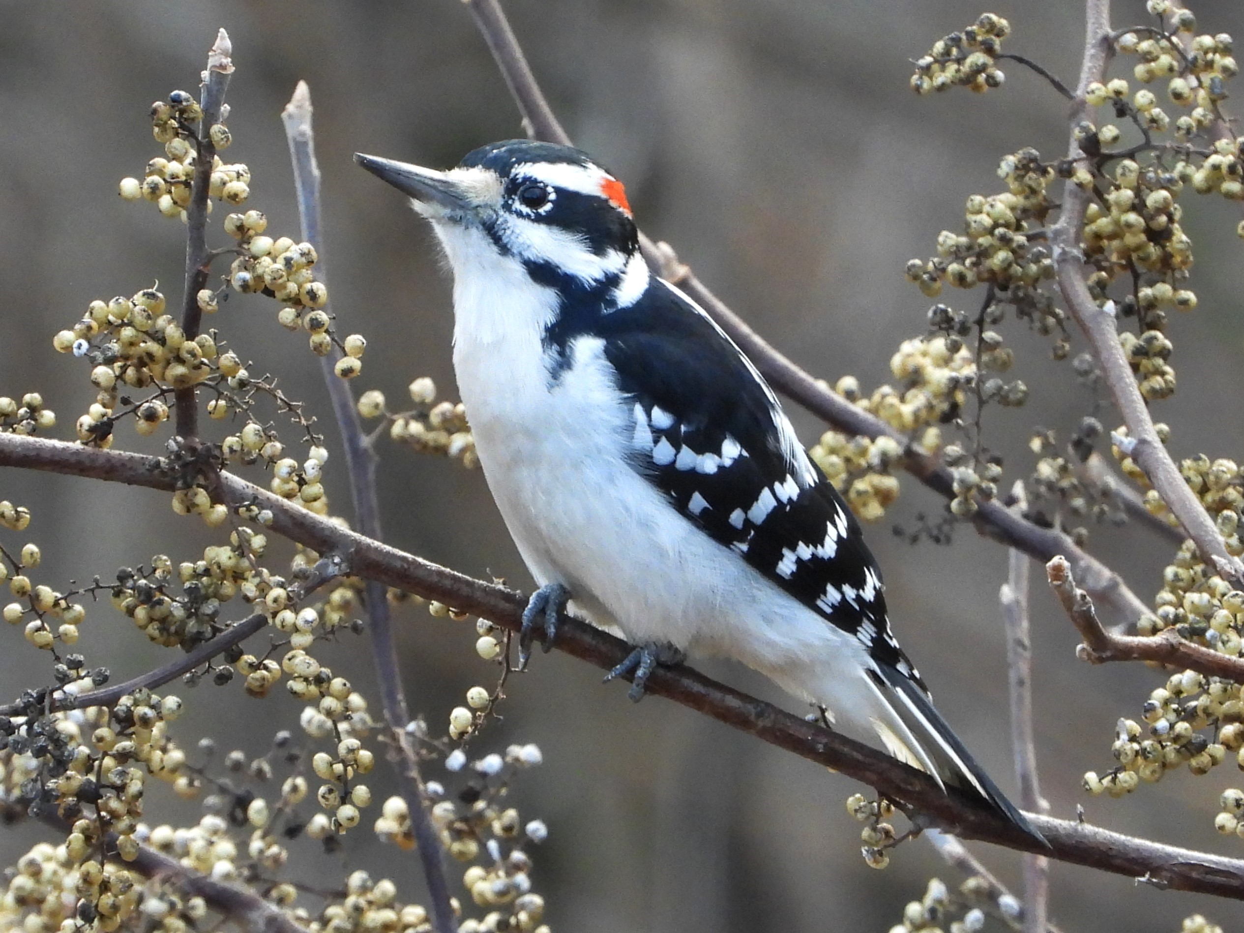 Hairy Woodpecker© Mary LeighPeosta, IA11/16/24